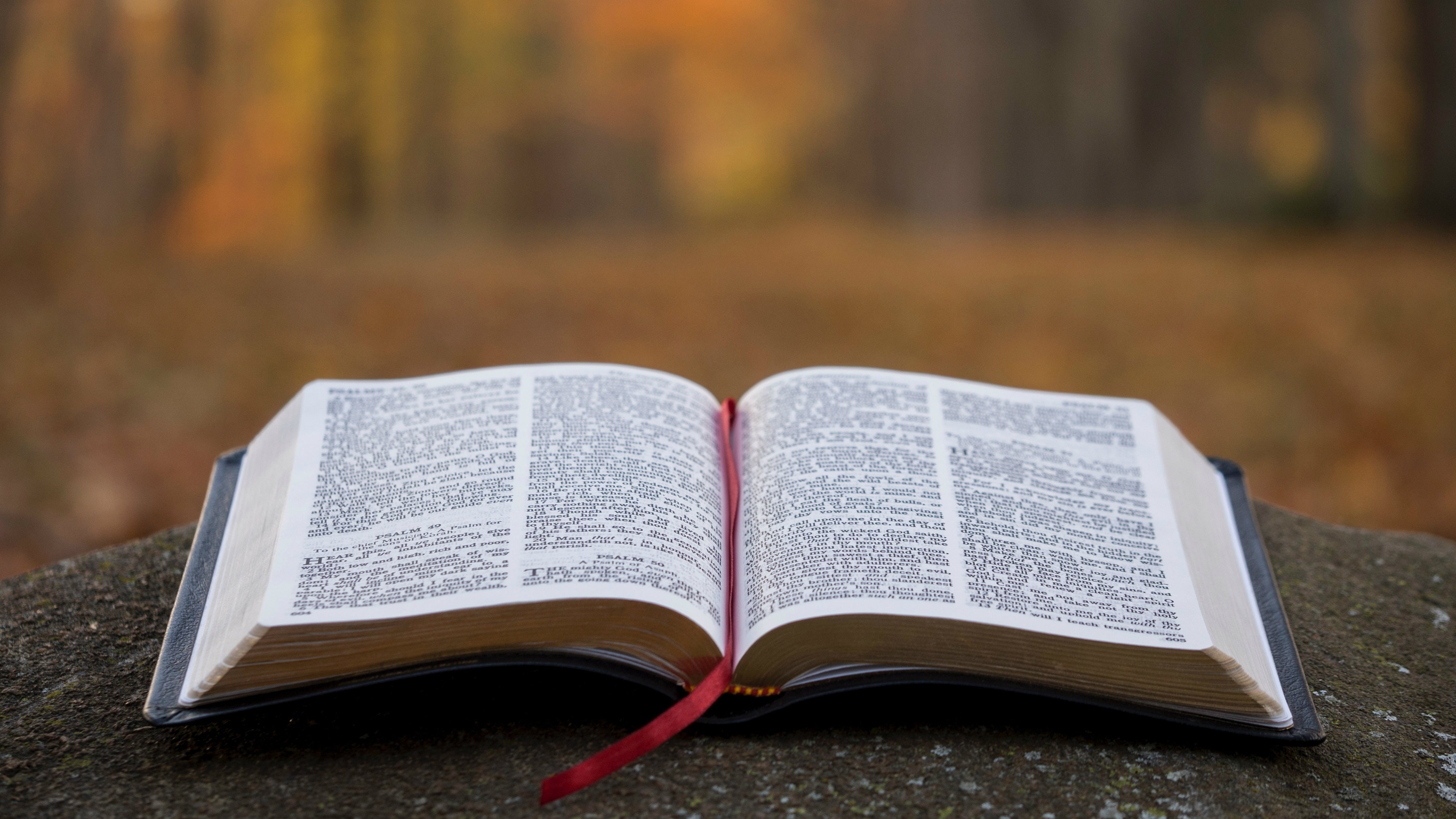 fond d'écran de la bible,texte,livre,en train de lire,feuille,arbre