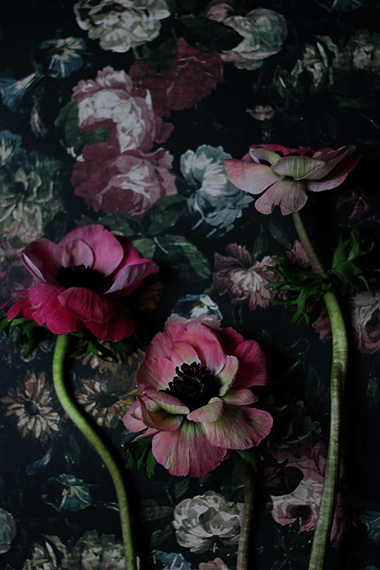 dark floral wallpaper,painting,flower,still life,still life photography,pink