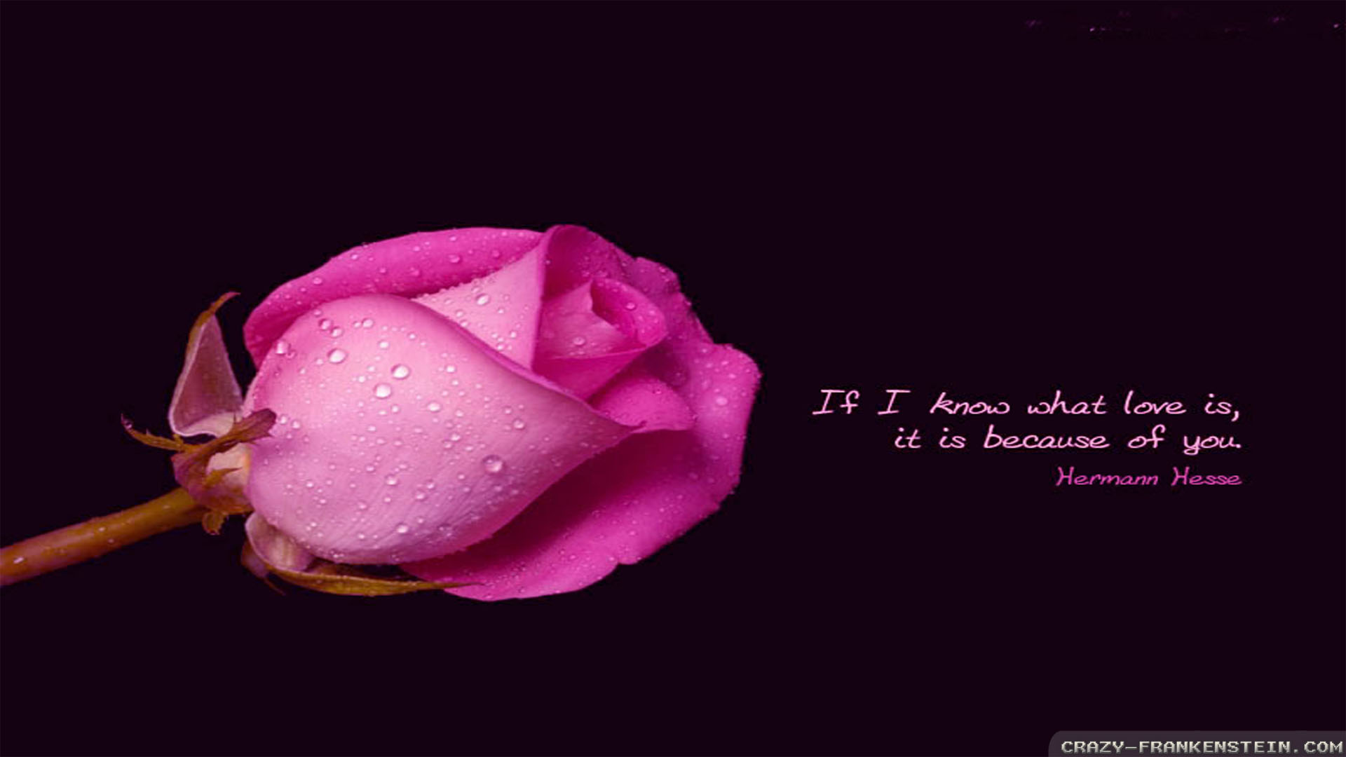 引用符でロマンチックな壁紙,ピンク,花弁,庭のバラ,花,赤