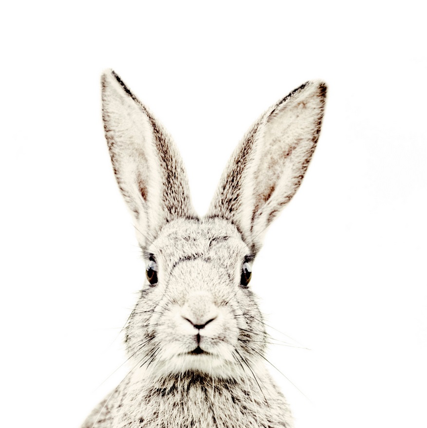 Wall Stickers Rabbit Head- WallpaperUse