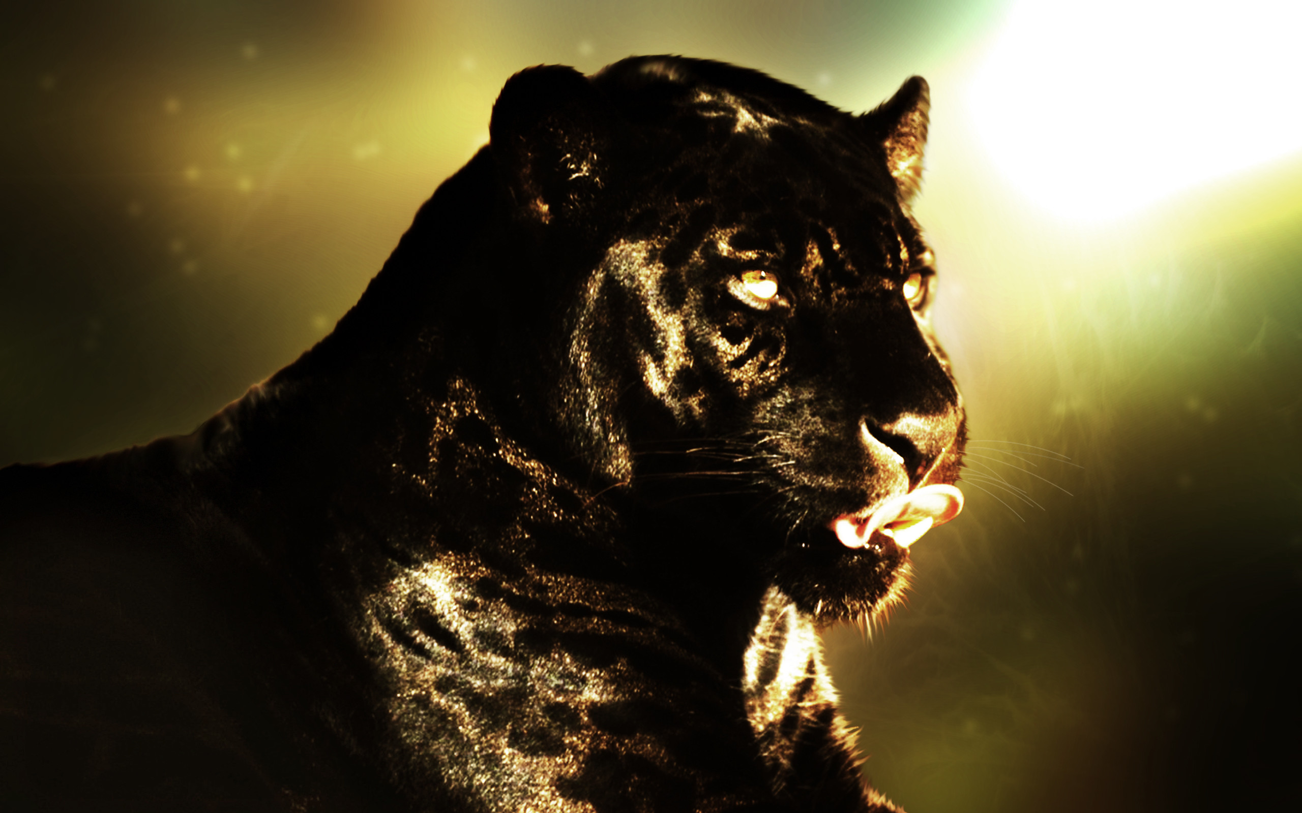 pantera wallpaper,felidae,wildlife,big cats,jaguar,terrestrial animal