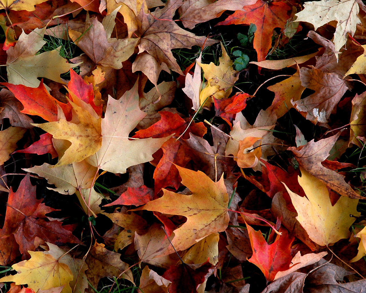 lindo fondo de pantalla de otoño,hoja,árbol,planta,otoño,flor