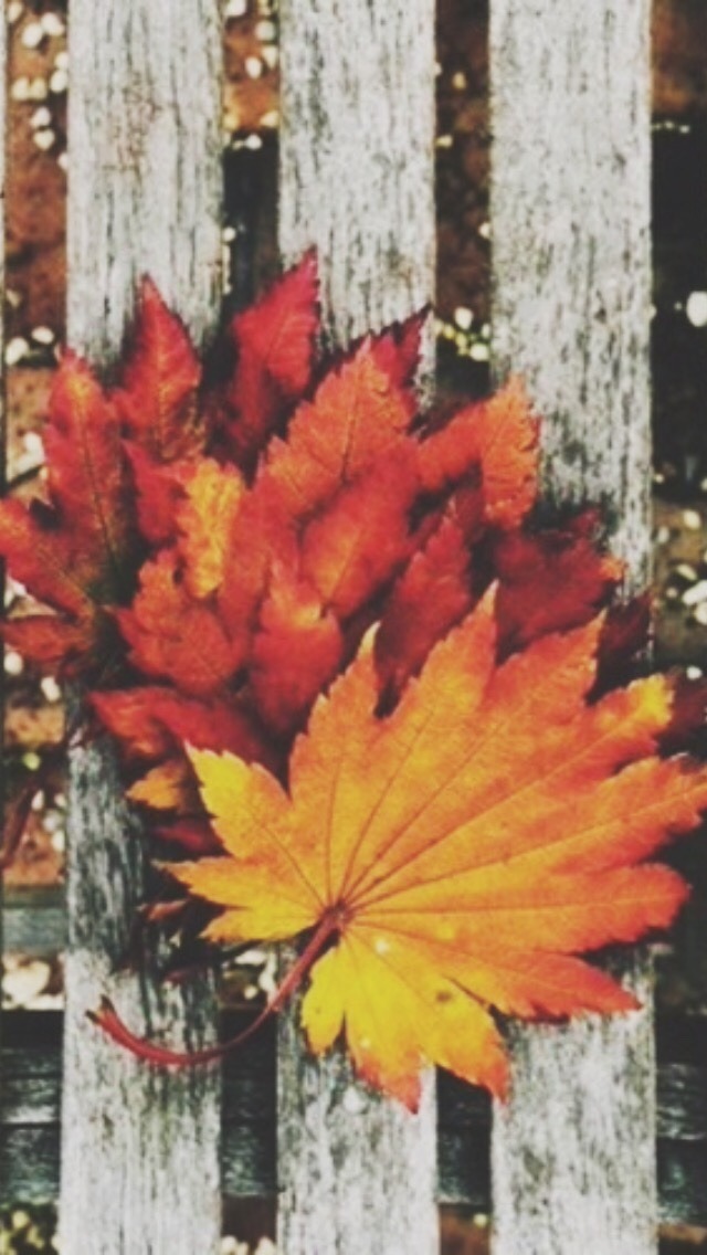 かわいい秋の壁紙,木,葉,カエデの葉,赤,オレンジ