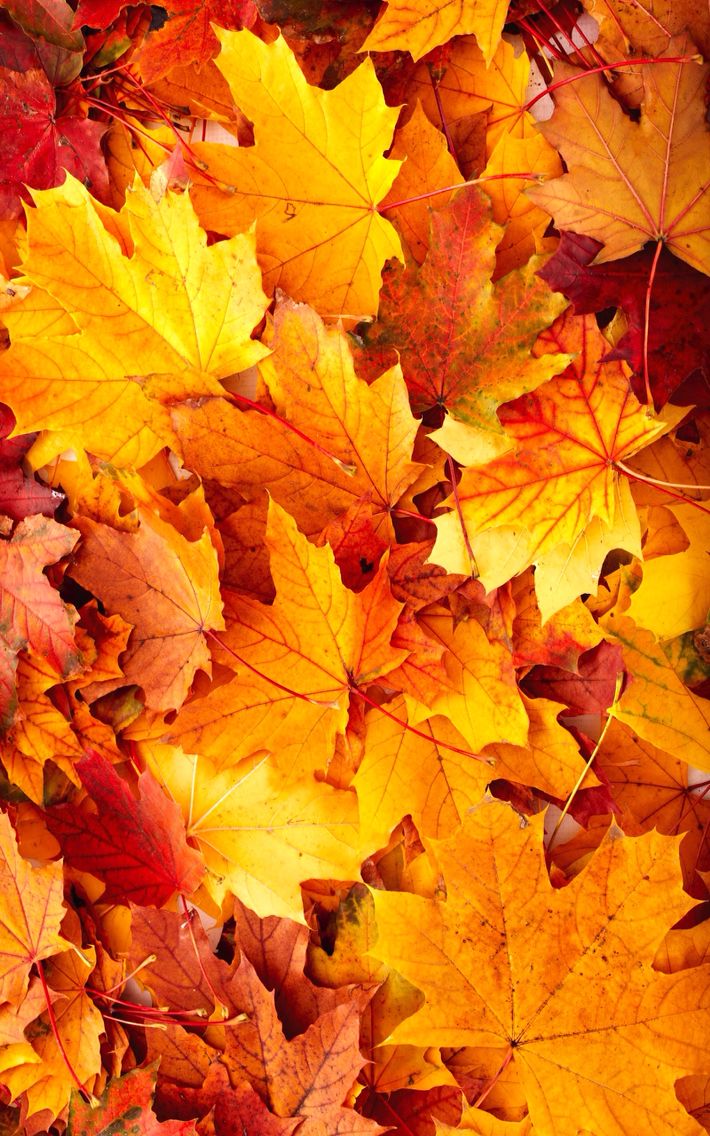 かわいい秋の壁紙,葉,木,カエデの葉,黄,秋
