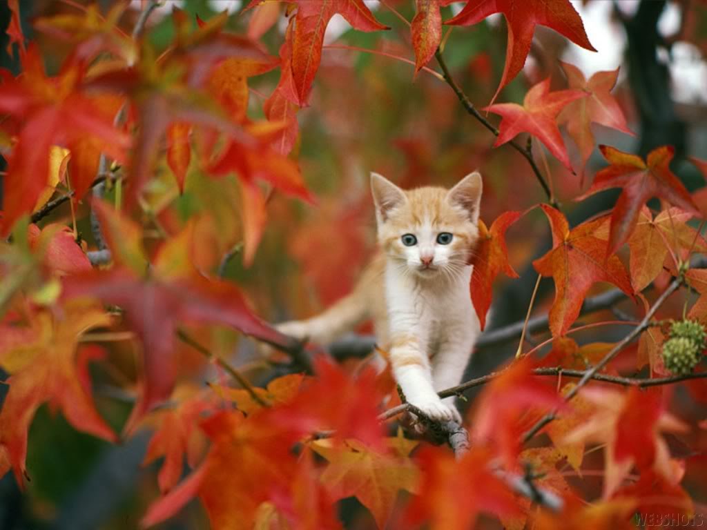 cute fall wallpaper,cat,leaf,felidae,red,tree
