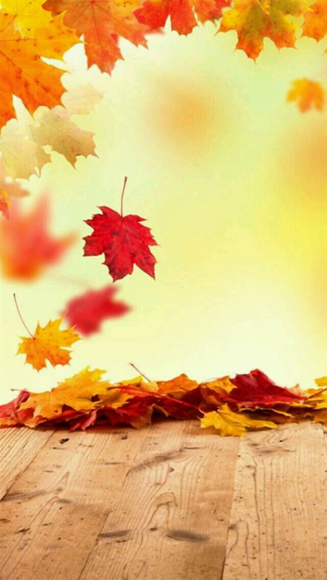 귀여운 가을 벽지,잎,자연,하늘,빨간,단풍잎