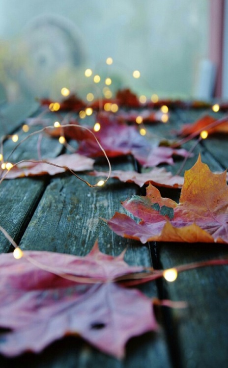 かわいい秋の壁紙,葉,水,自然,工場,木