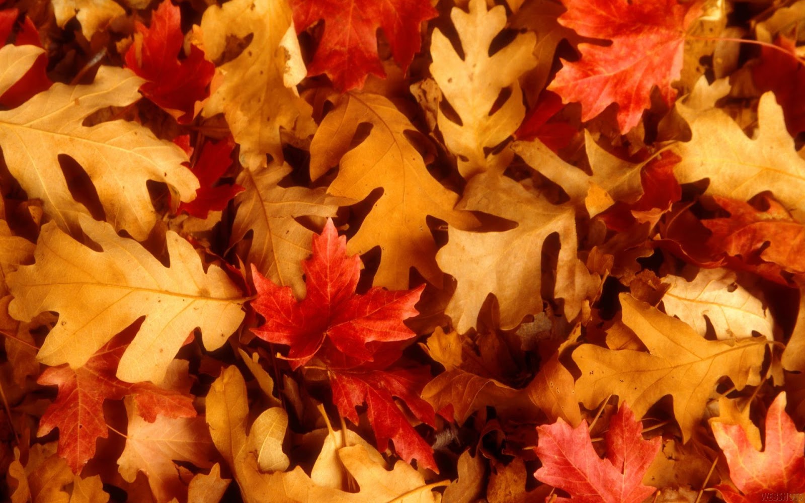 süße herbsttapete,blatt,baum,herbst,pflanze,ahornblatt