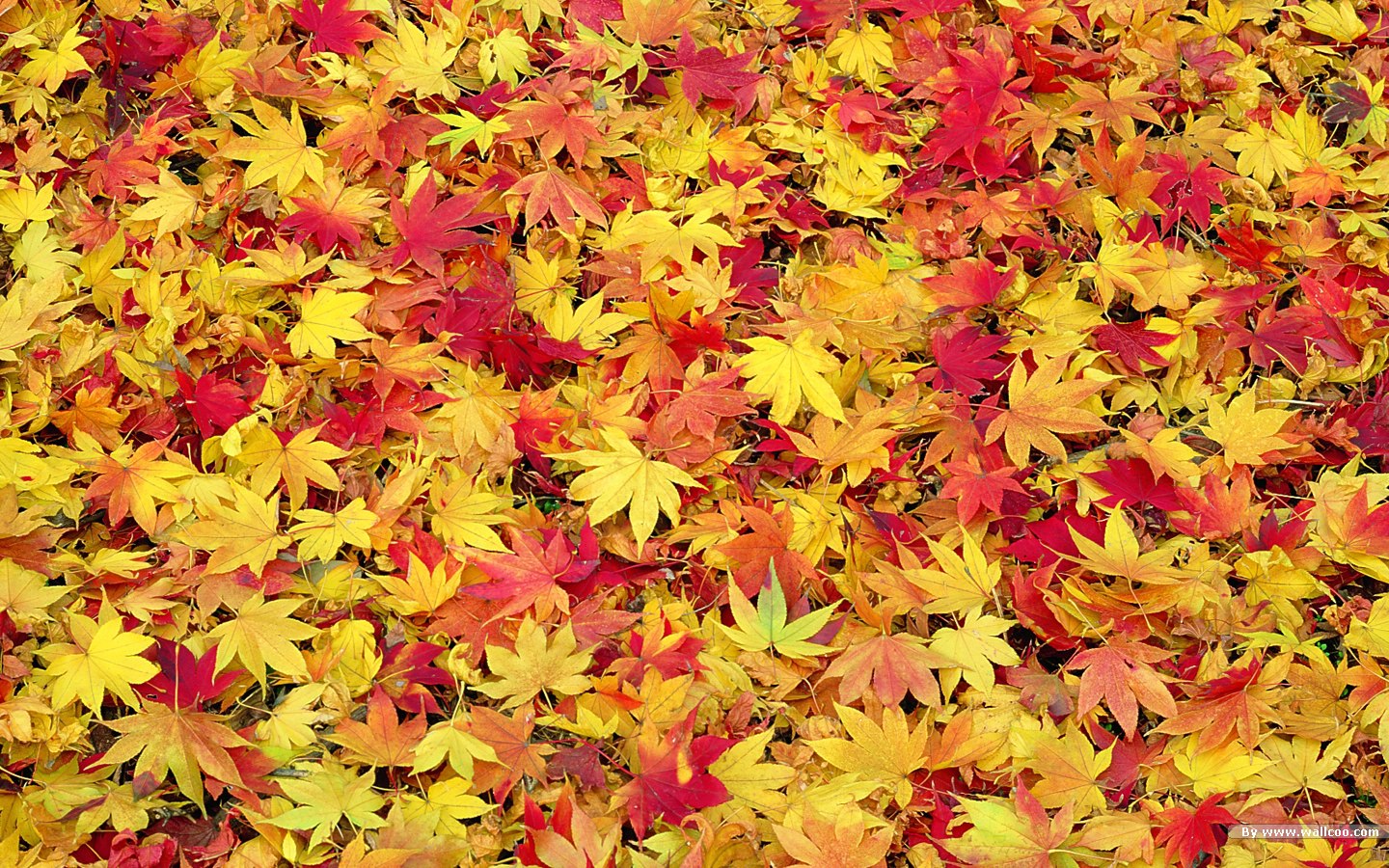 lindo fondo de pantalla de otoño,hoja,amarillo,otoño,rojo,planta