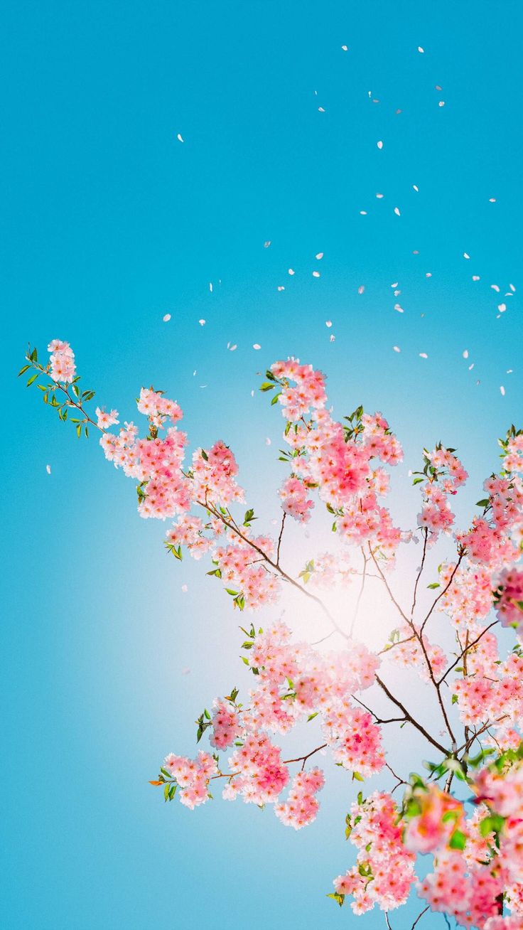 かわいいiphoneの壁紙,花,花,桜の花,春,ピンク