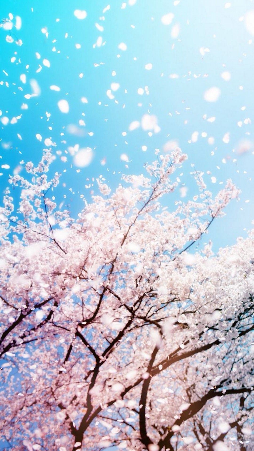 bonito fondo de pantalla para iphone,florecer,flor,flor de cerezo,planta,primavera