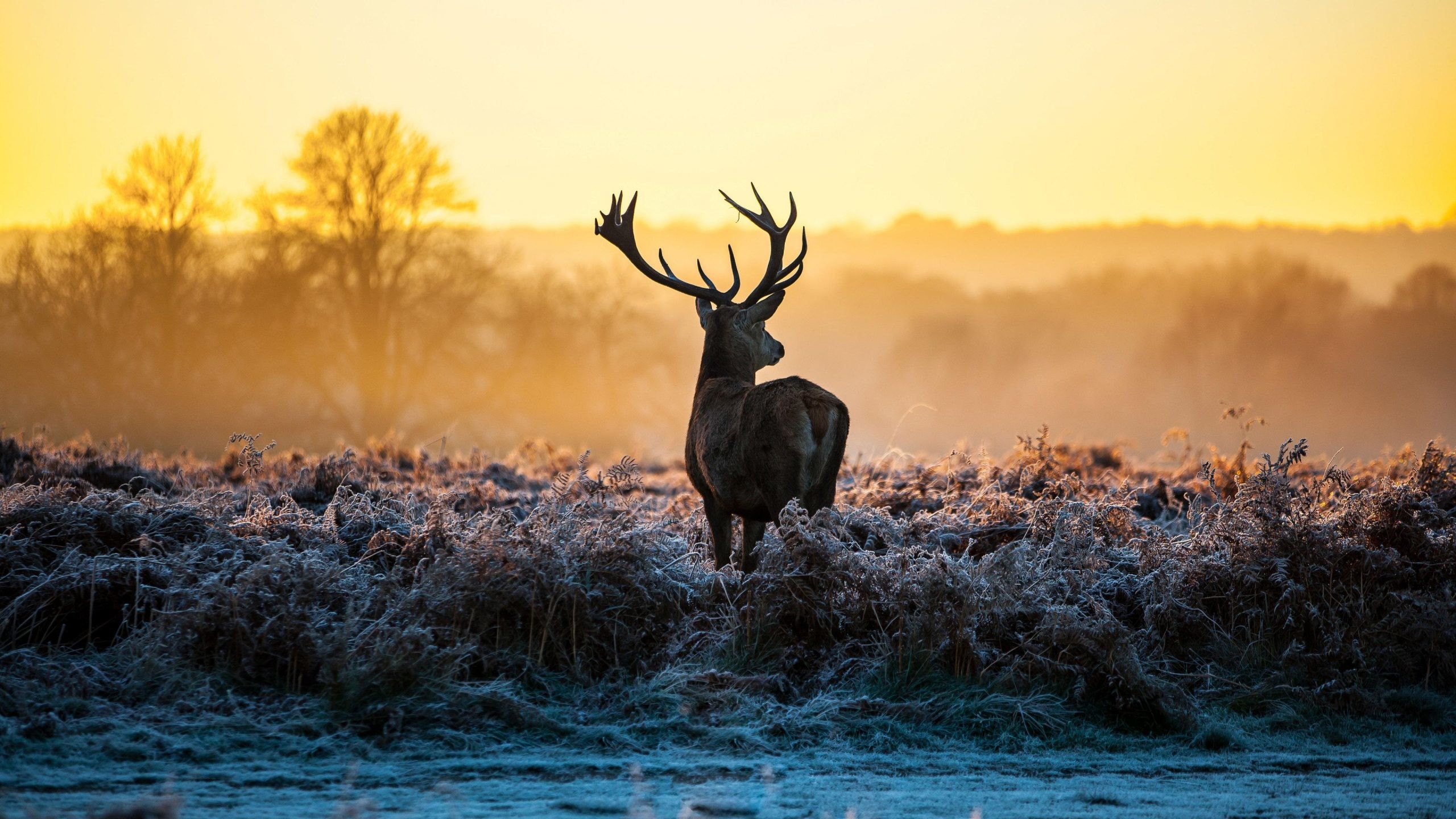 stag wallpaper,wildlife,elk,atmospheric phenomenon,sky,barren ground caribou