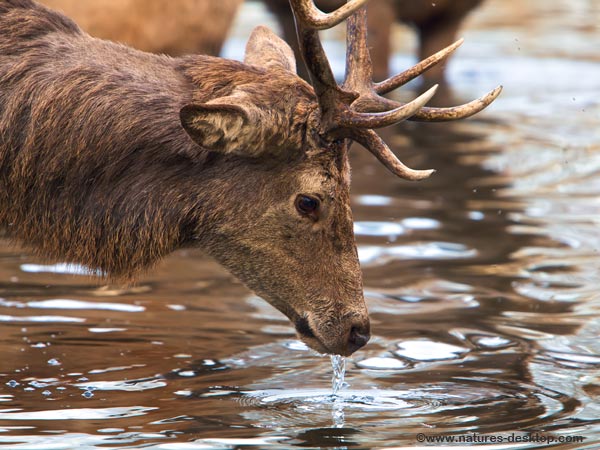 stag wallpaper,wildlife,reindeer,antler,deer,snout