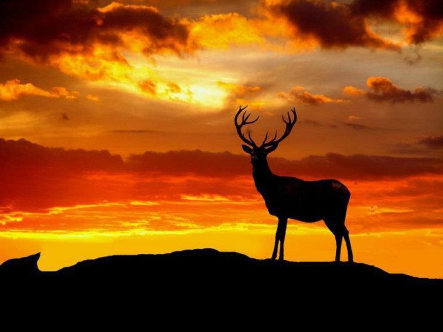 carta da parati cervo,cielo,natura,cervo,tramonto,silhouette