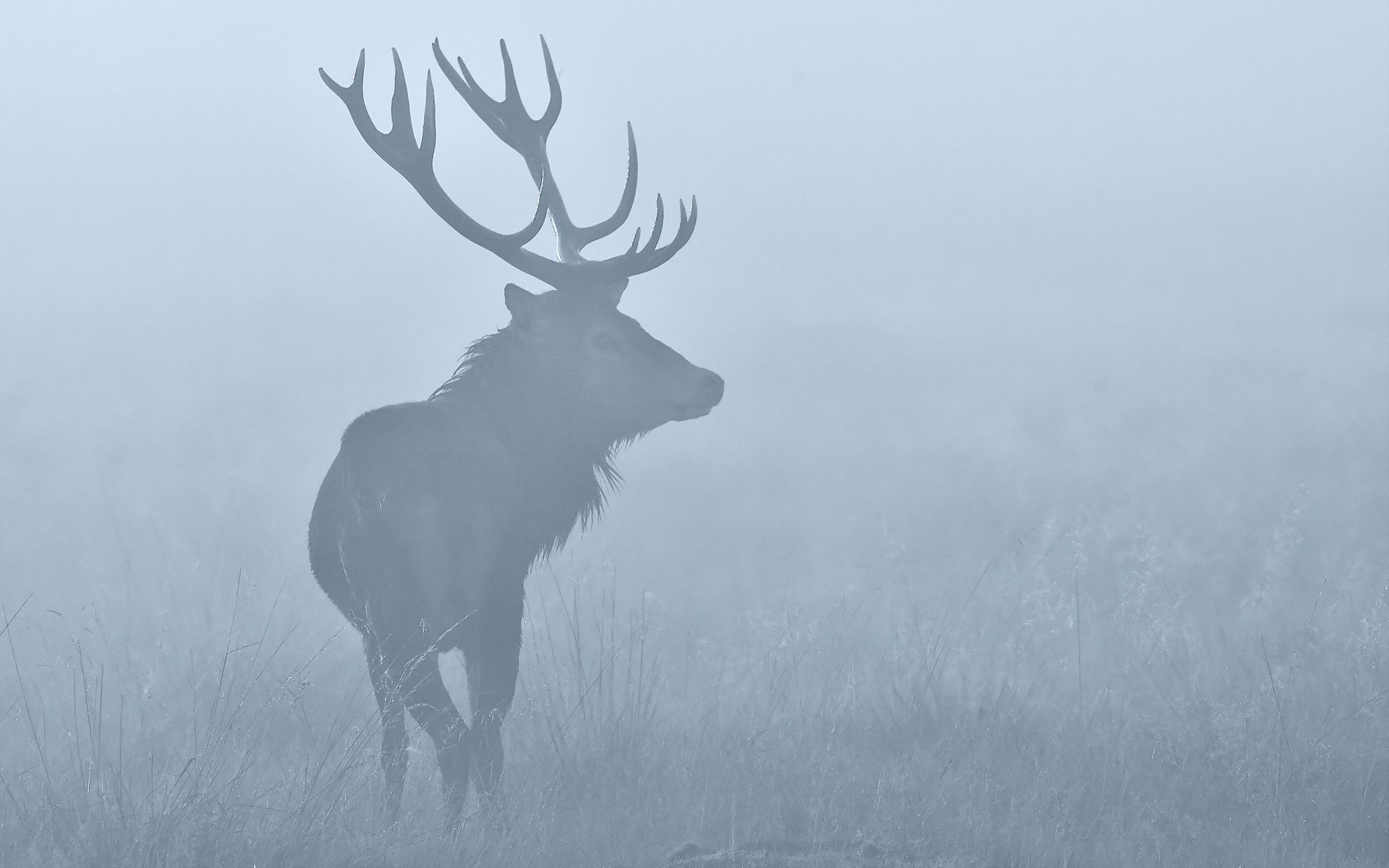 stag wallpaper,atmospheric phenomenon,reindeer,antler,elk,wildlife