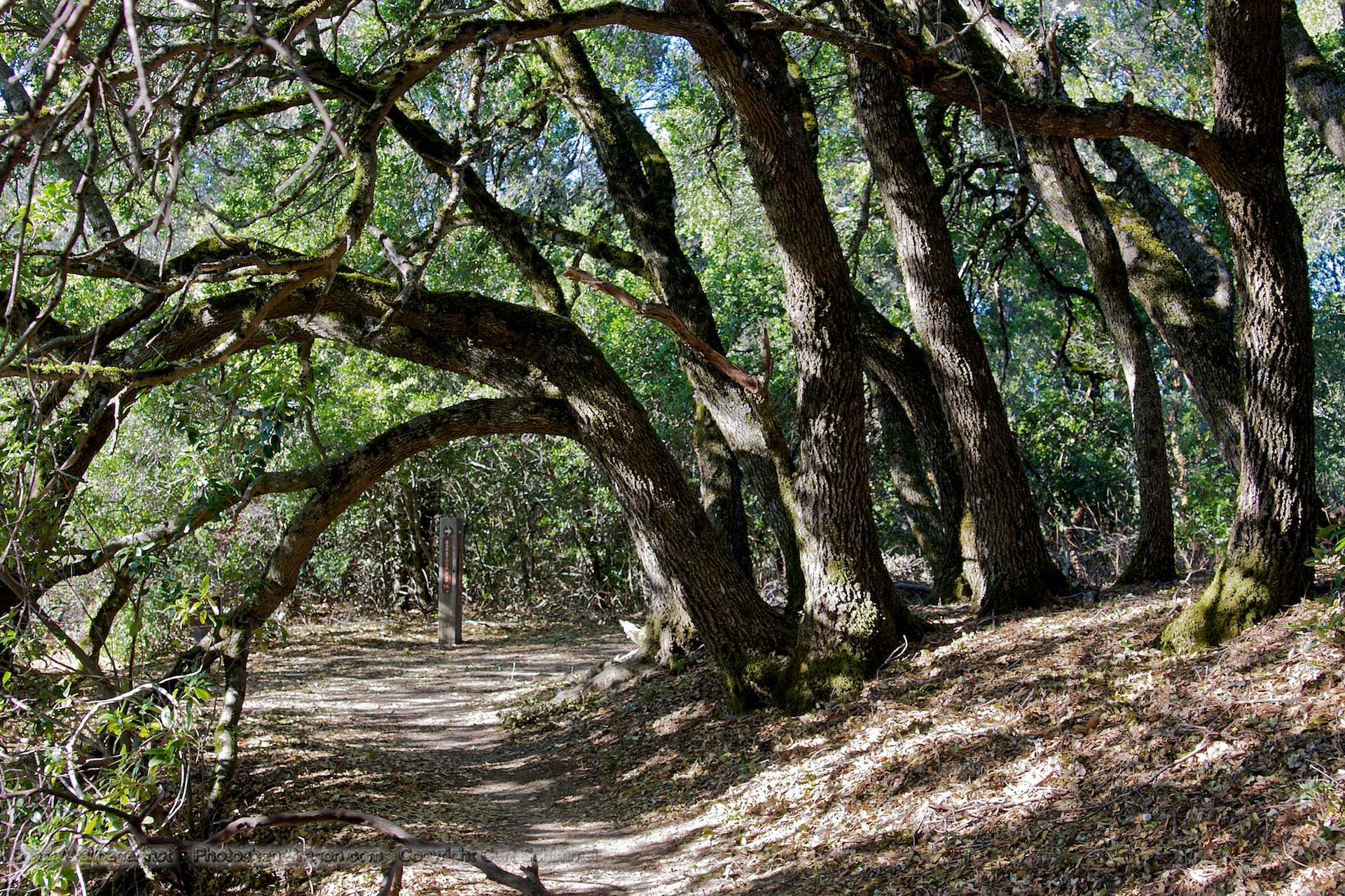 fond d'écran de randonnée,arbre,des bois,la nature,paysage naturel,forêt