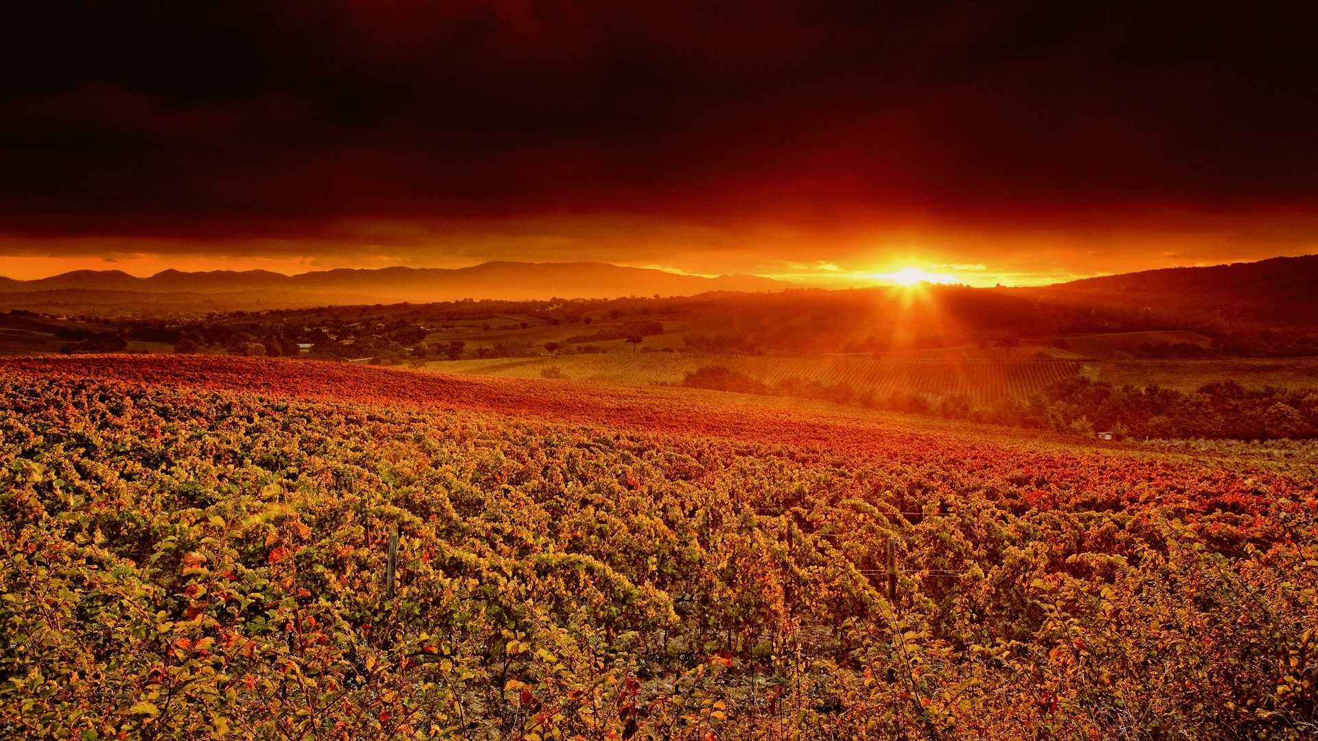 fond d'écran du soir,la nature,ciel,champ,lever du soleil,horizon