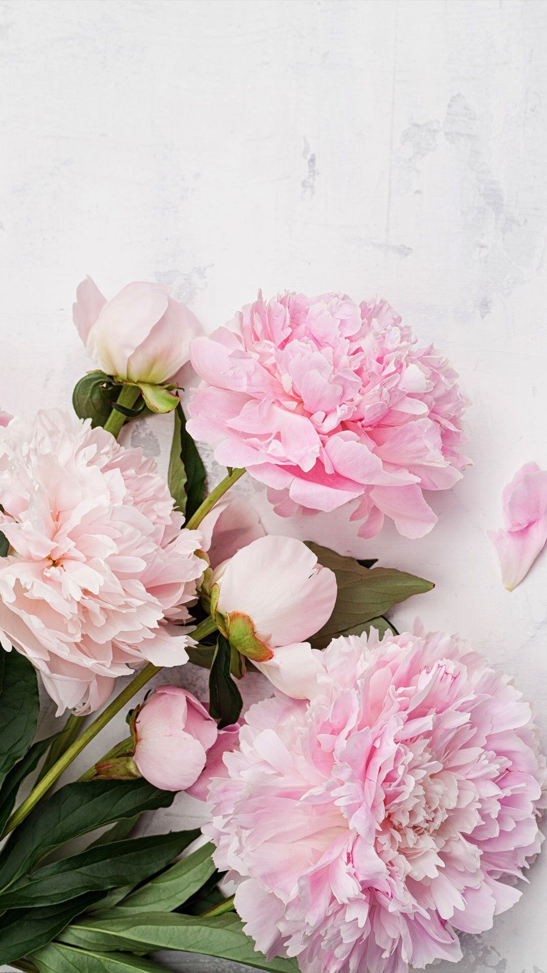 牡丹の壁紙,花,開花植物,ピンク,一般的な牡丹,花弁