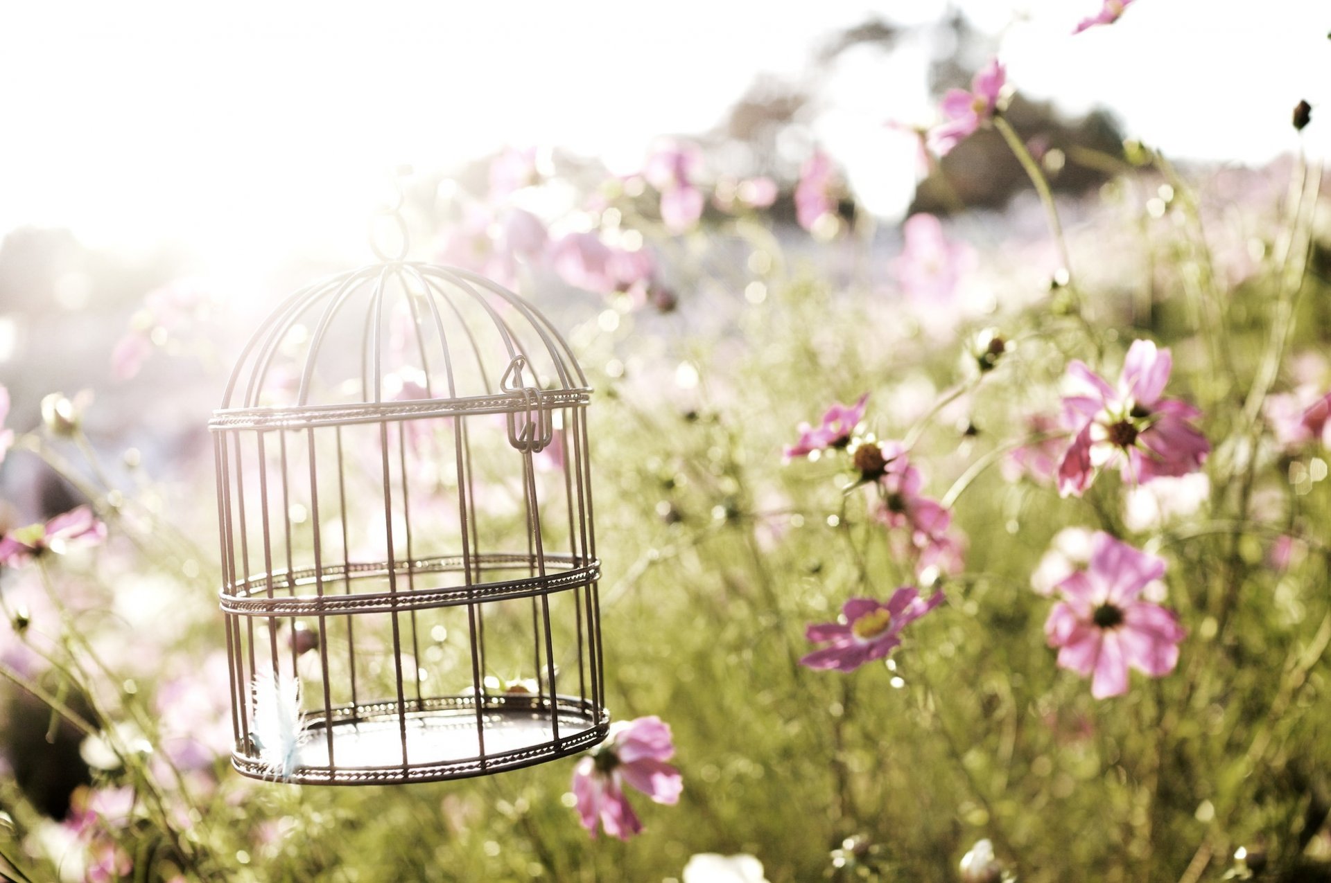 birdcage wallpaper,cage,spring,pink,flower,plant