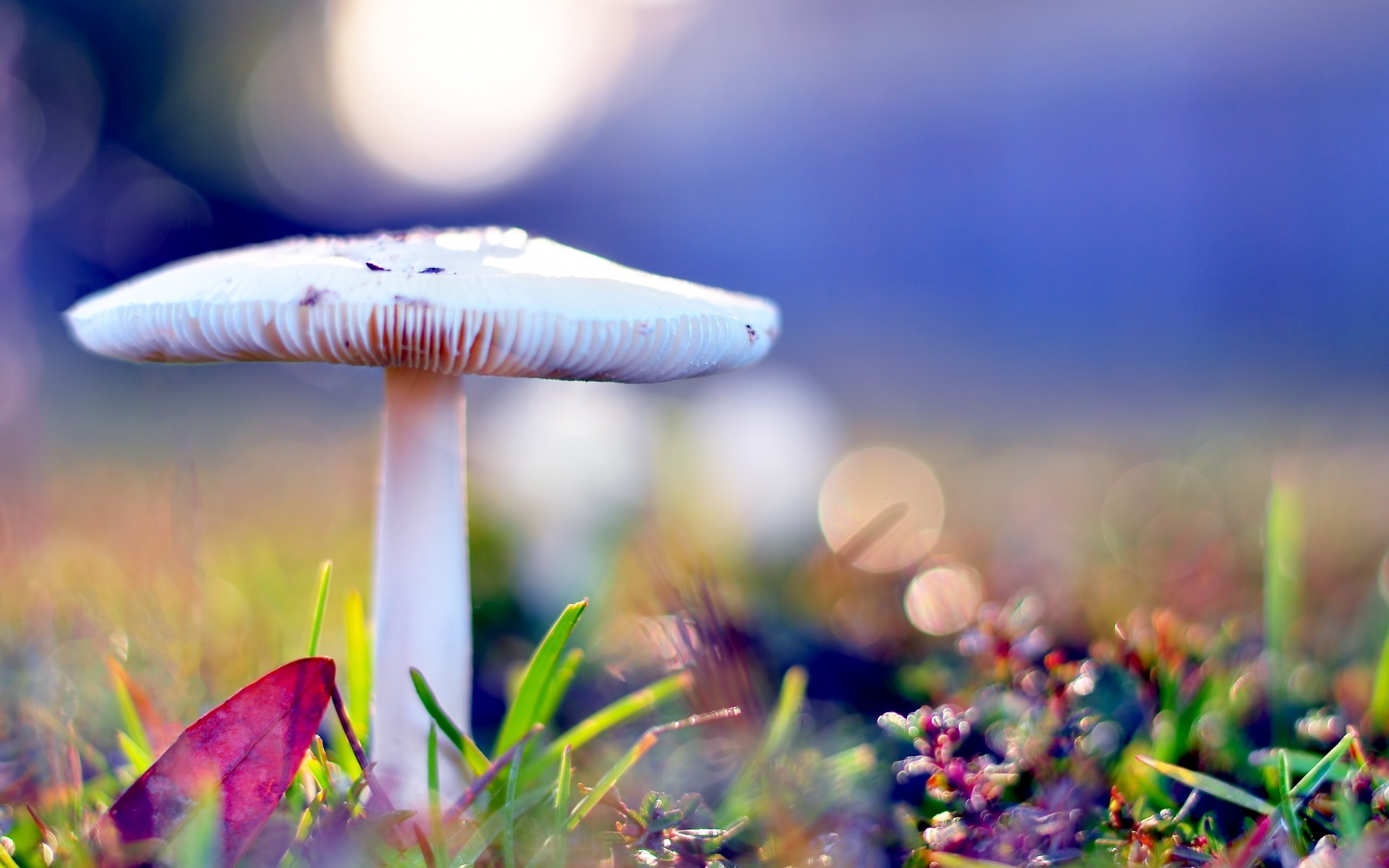 fonds d'écran nouveau dernier,la nature,paysage naturel,ciel,champignon,macro photographie