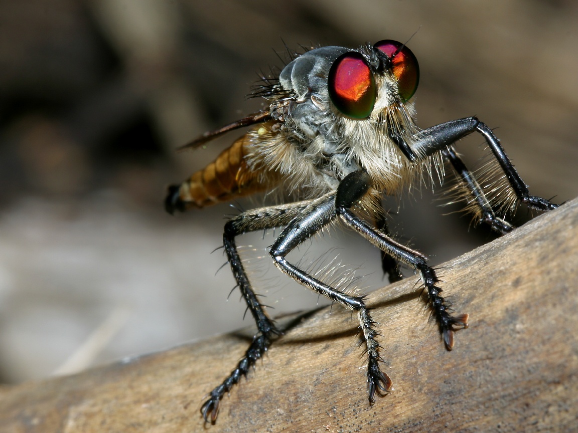 volar fondo de pantalla,insecto,mosca doméstica,mosca estable,invertebrado,tachinidae