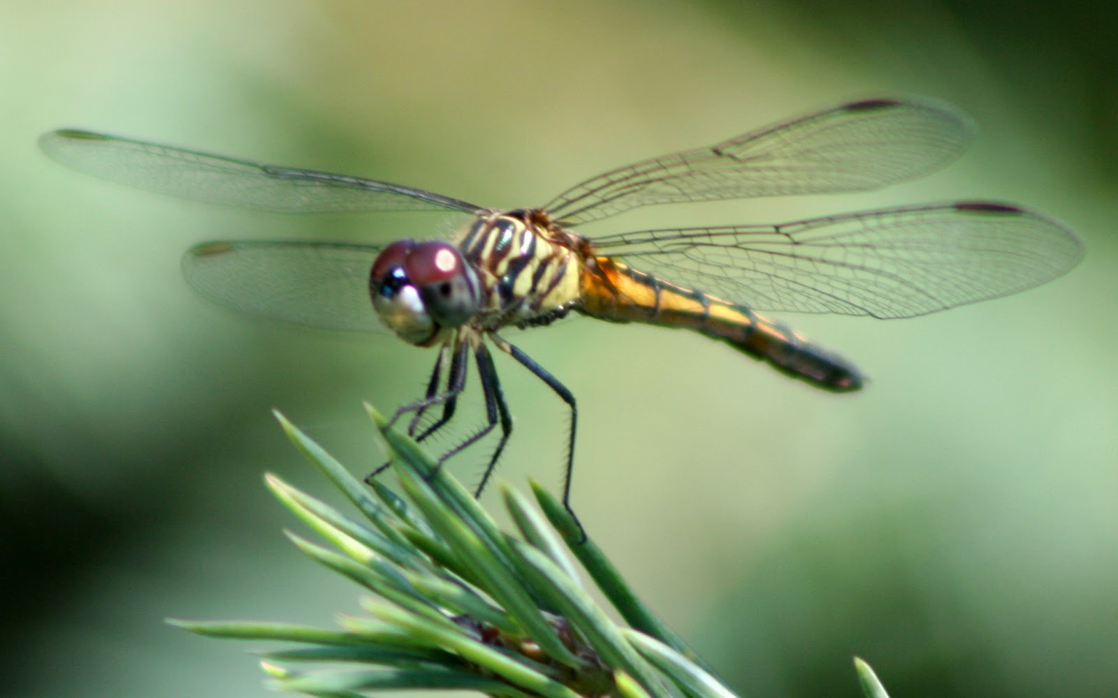 fliegentapete,libelle,insekt,libellen und damseflies,wirbellos,makrofotografie