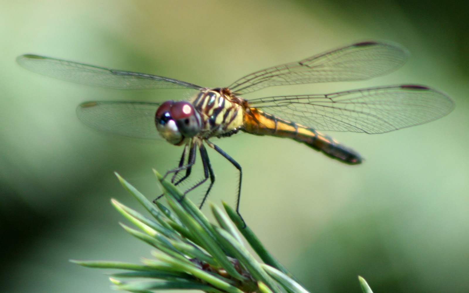 비행 벽지,잠자리,곤충,잠자리와 damseflies,무척추 동물,매크로 사진