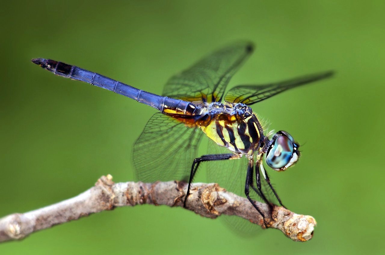 volare sfondo,libellula,insetto,libellule e damseflies,invertebrato,macrofotografia