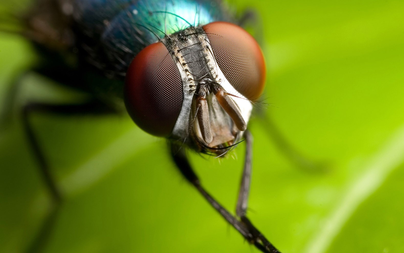 fliegentapete,insekt,stubenfliege,makrofotografie,pest,tachinidae