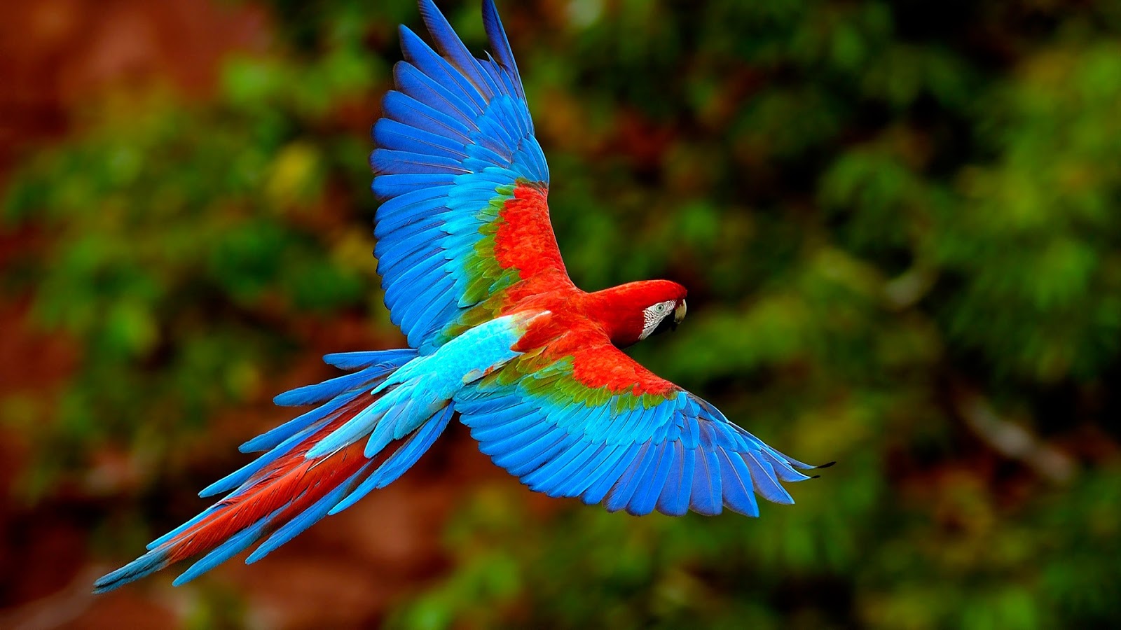 volare sfondo,uccello,ara,pappagallo,ala,natura