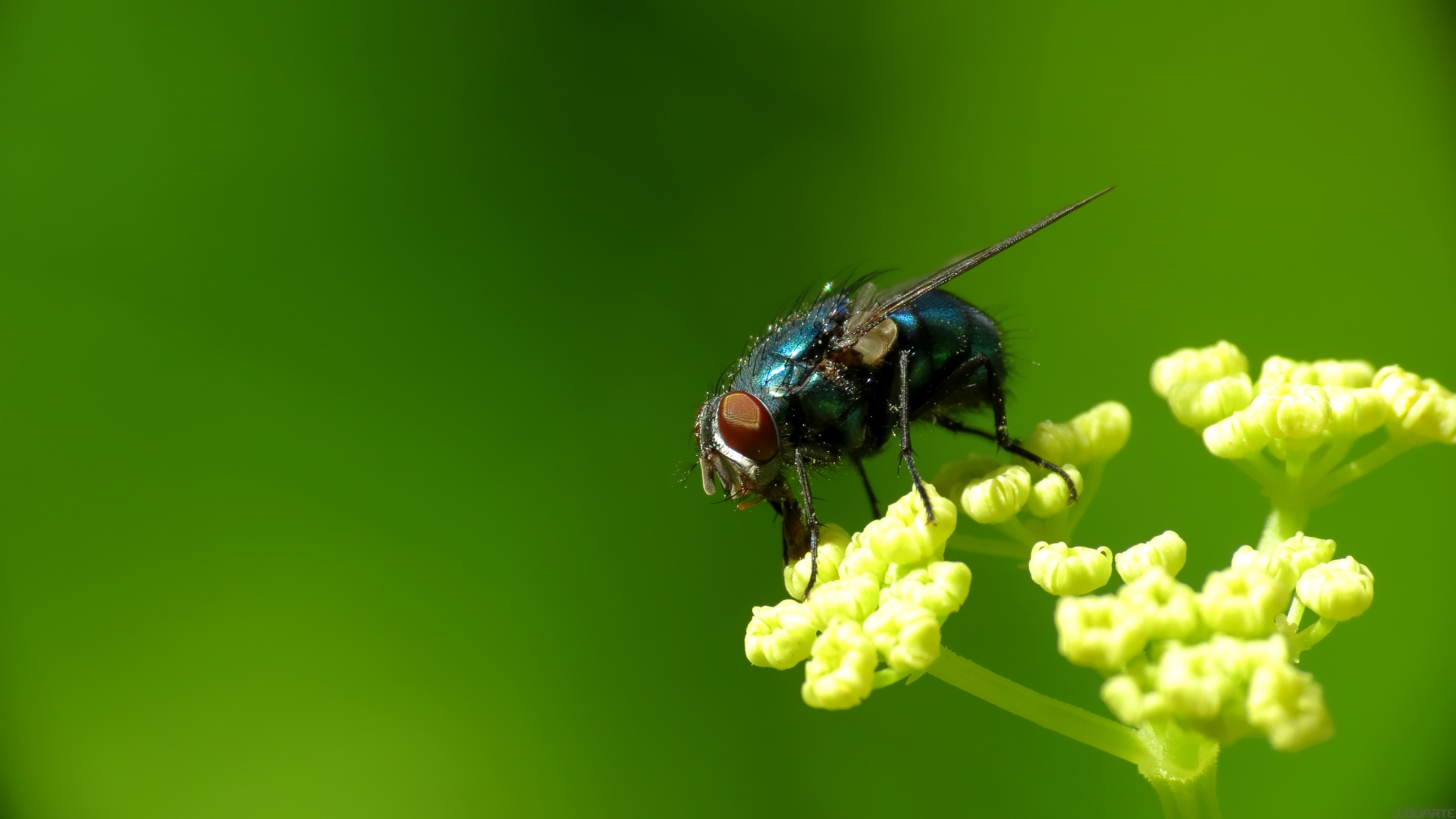 fly wallpaper,insect,tachinidae,pest,invertebrate,macro photography