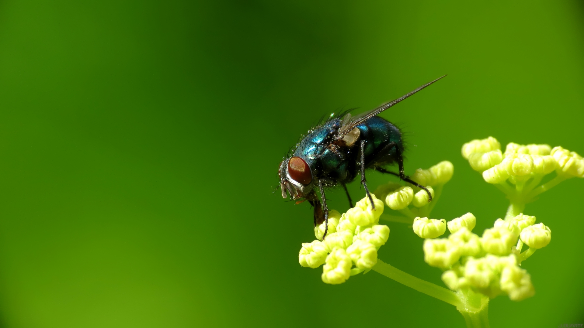 フライの壁紙,昆虫,タキニ科,害虫,無脊椎動物,マクロ撮影