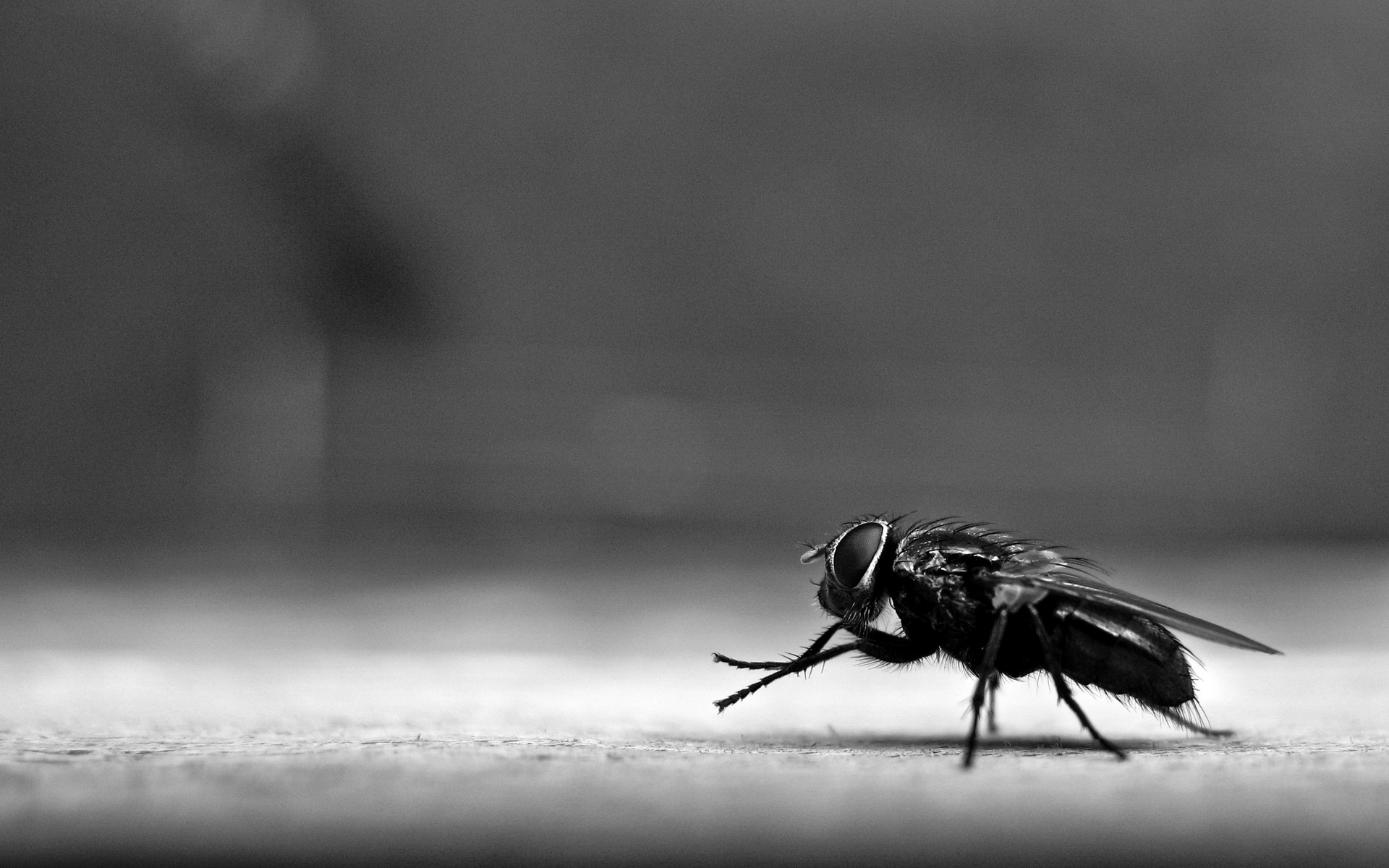 fliegentapete,stubenfliege,insekt,schwarz,monochrome fotografie,weiß