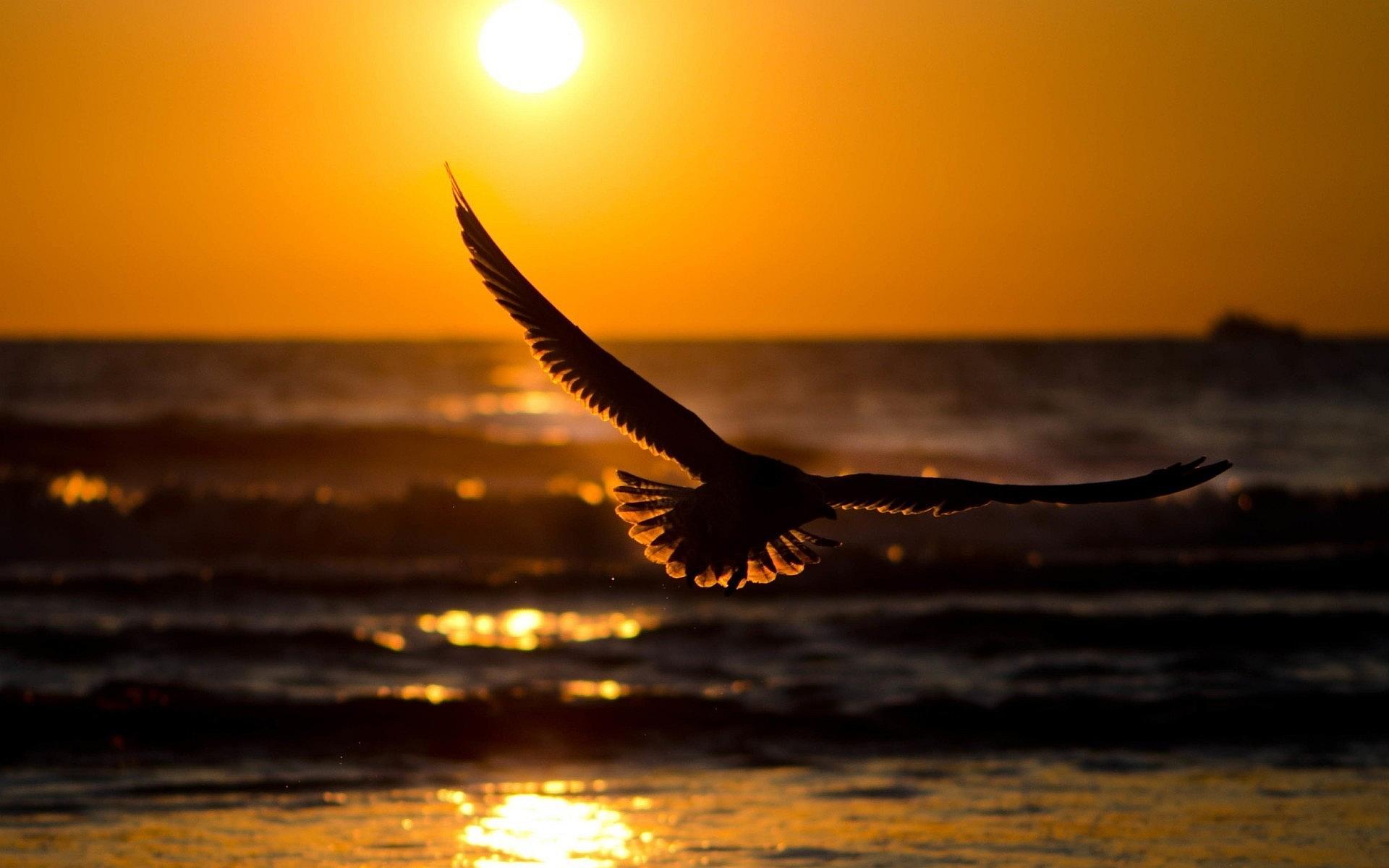 fly wallpaper,sky,water,sunset,sea,seabird