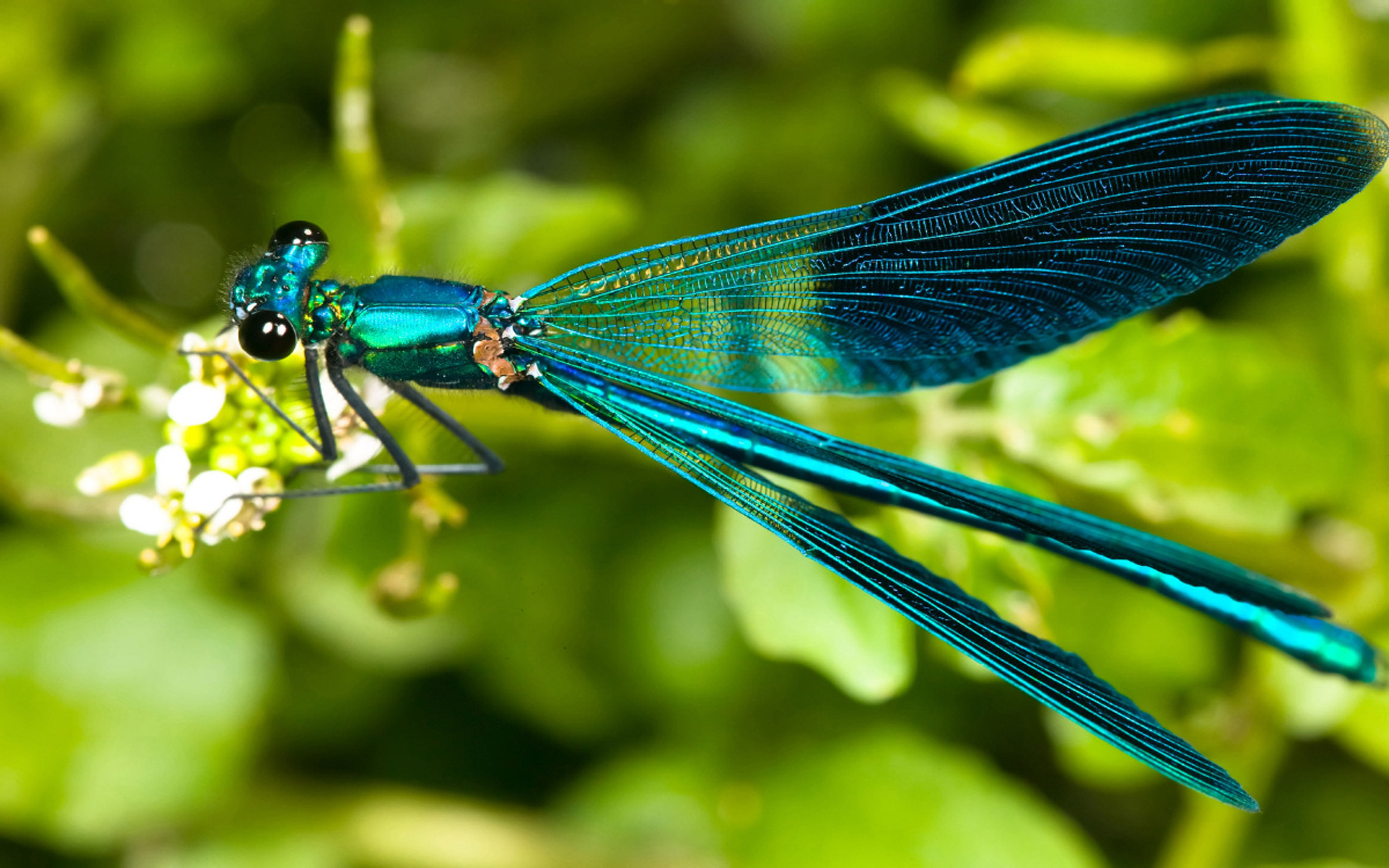 비행 벽지,잠자리,스스로,곤충,잠자리와 damseflies,무척추 동물