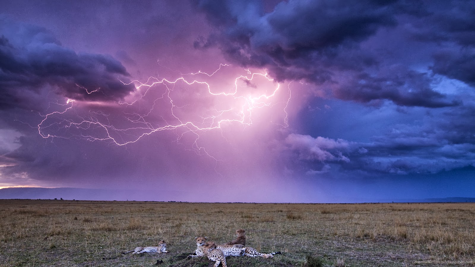 storm wallpaper,sky,lightning,thunder,thunderstorm,nature