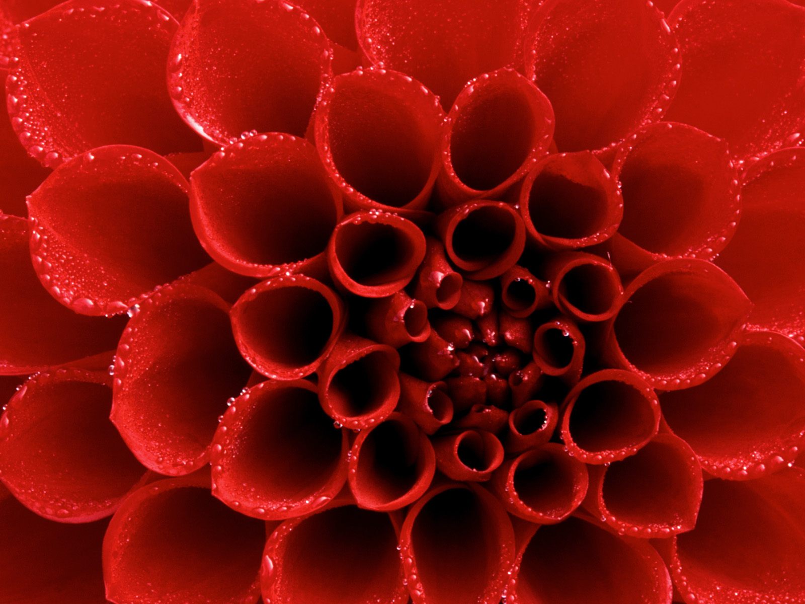 valentine wallpaper hd,red,pollen,organism,plant,dahlia