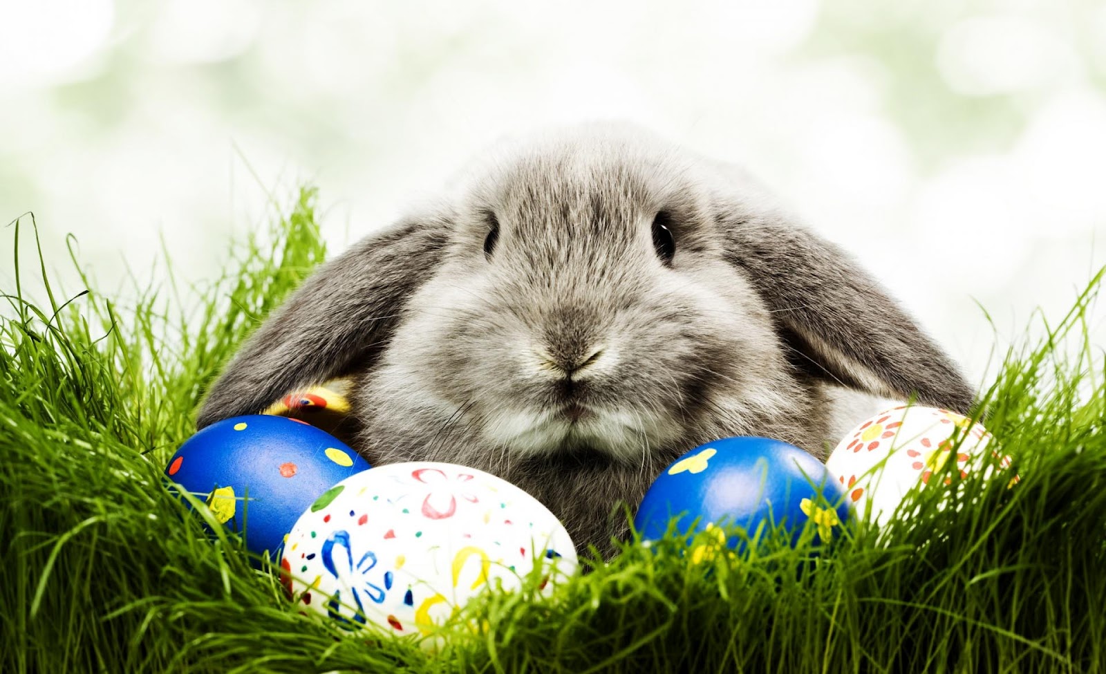 happy easter wallpaper,hauskaninchen,osterei,hase,kaninchen und hasen,gras