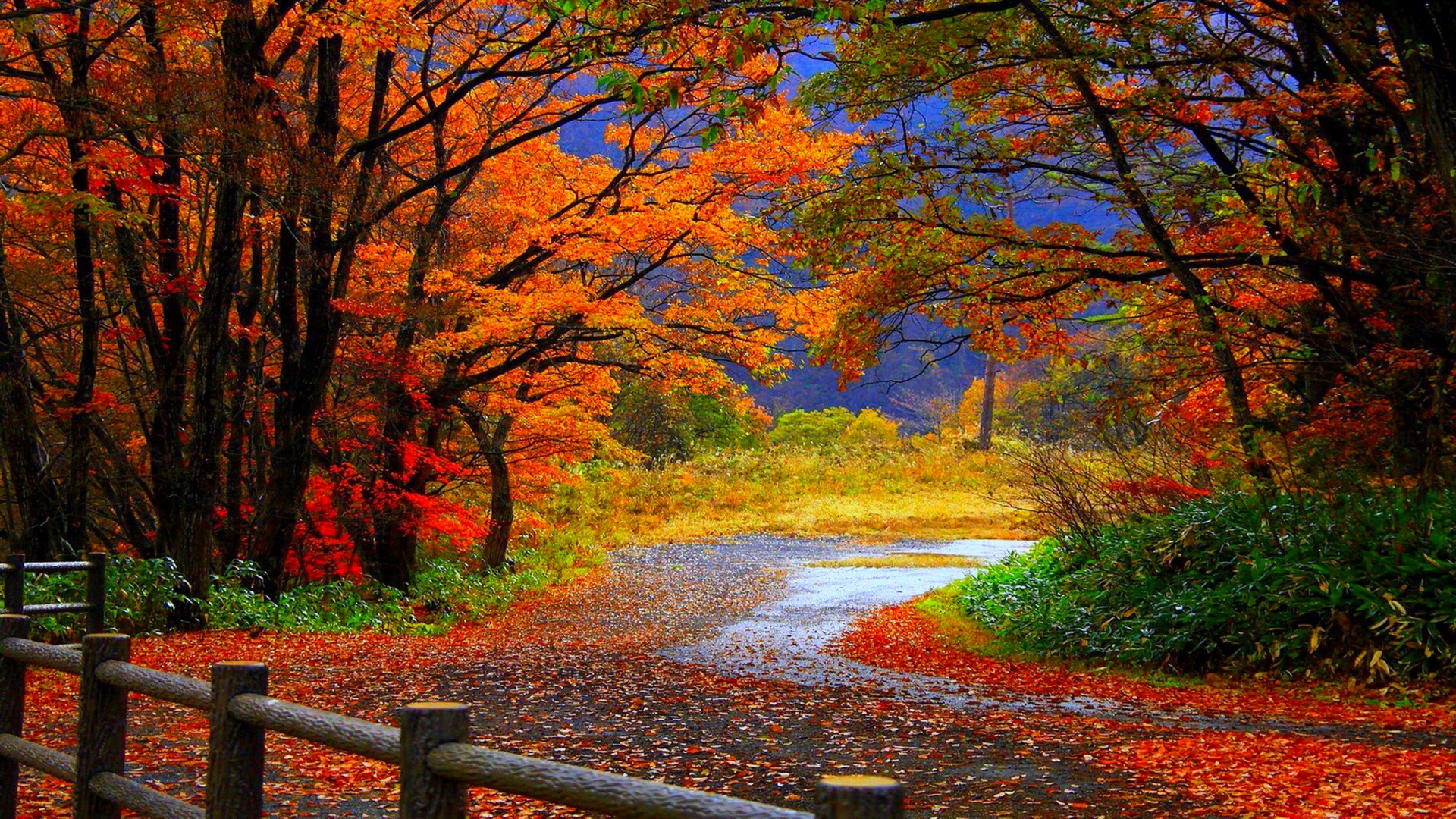 自由落下の壁紙,自然の風景,自然,木,葉,秋