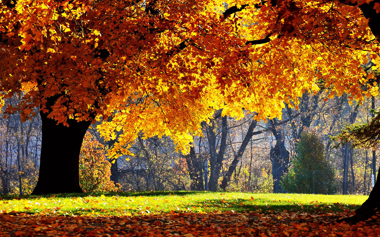自由落下の壁紙,木,自然の風景,自然,葉,秋