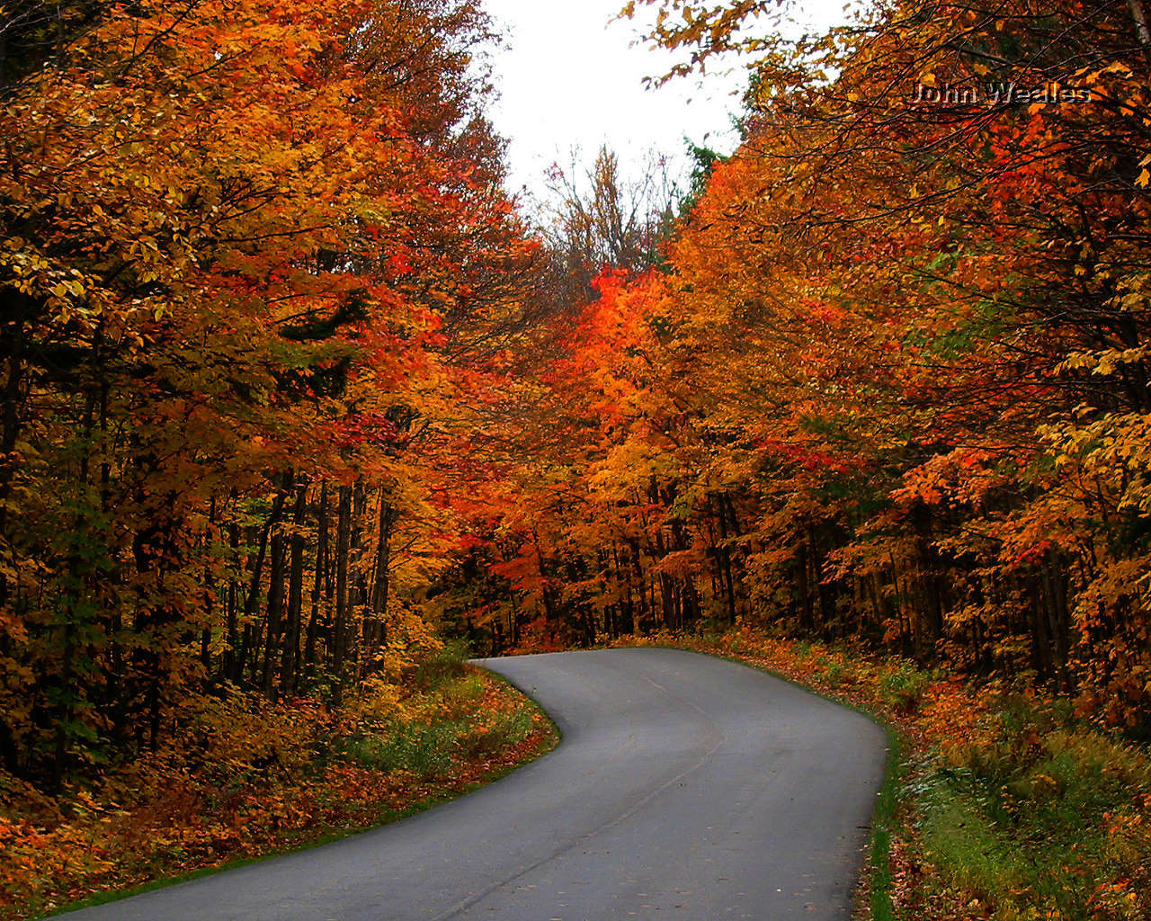 free fall wallpaper,tree,natural landscape,leaf,nature,autumn