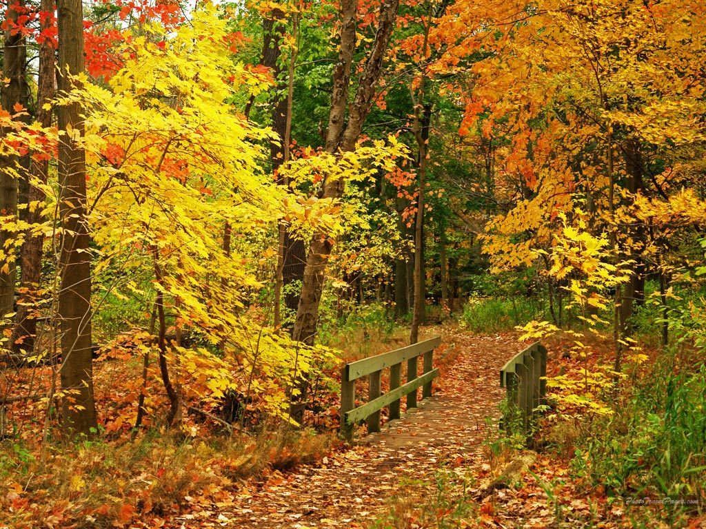 自由落下の壁紙,自然の風景,木,自然,葉,北方広葉樹林