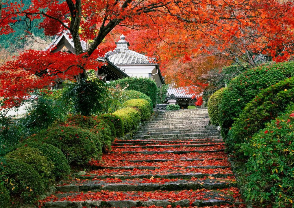 自由落下の壁紙,木,自然,自然の風景,葉,秋