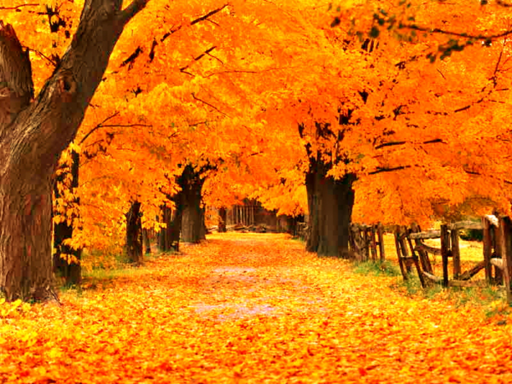 free fall wallpaper,tree,natural landscape,nature,leaf,autumn