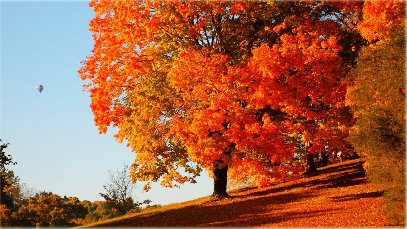 free fall wallpaper,tree,leaf,autumn,red,sky