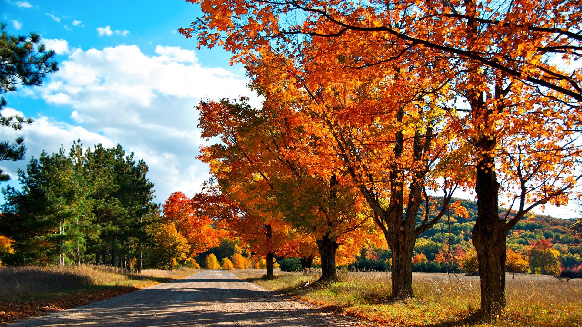 free fall wallpaper,tree,natural landscape,leaf,nature,autumn