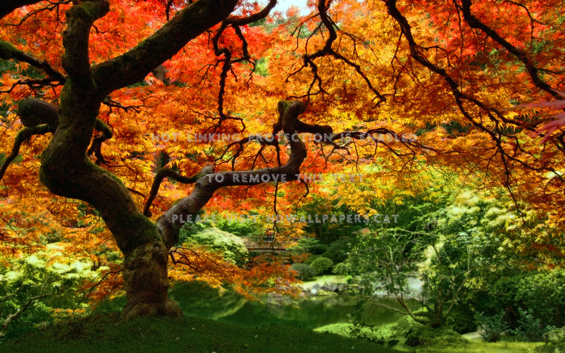 fondo de pantalla de caída libre,árbol,paisaje natural,naturaleza,hoja,planta leñosa