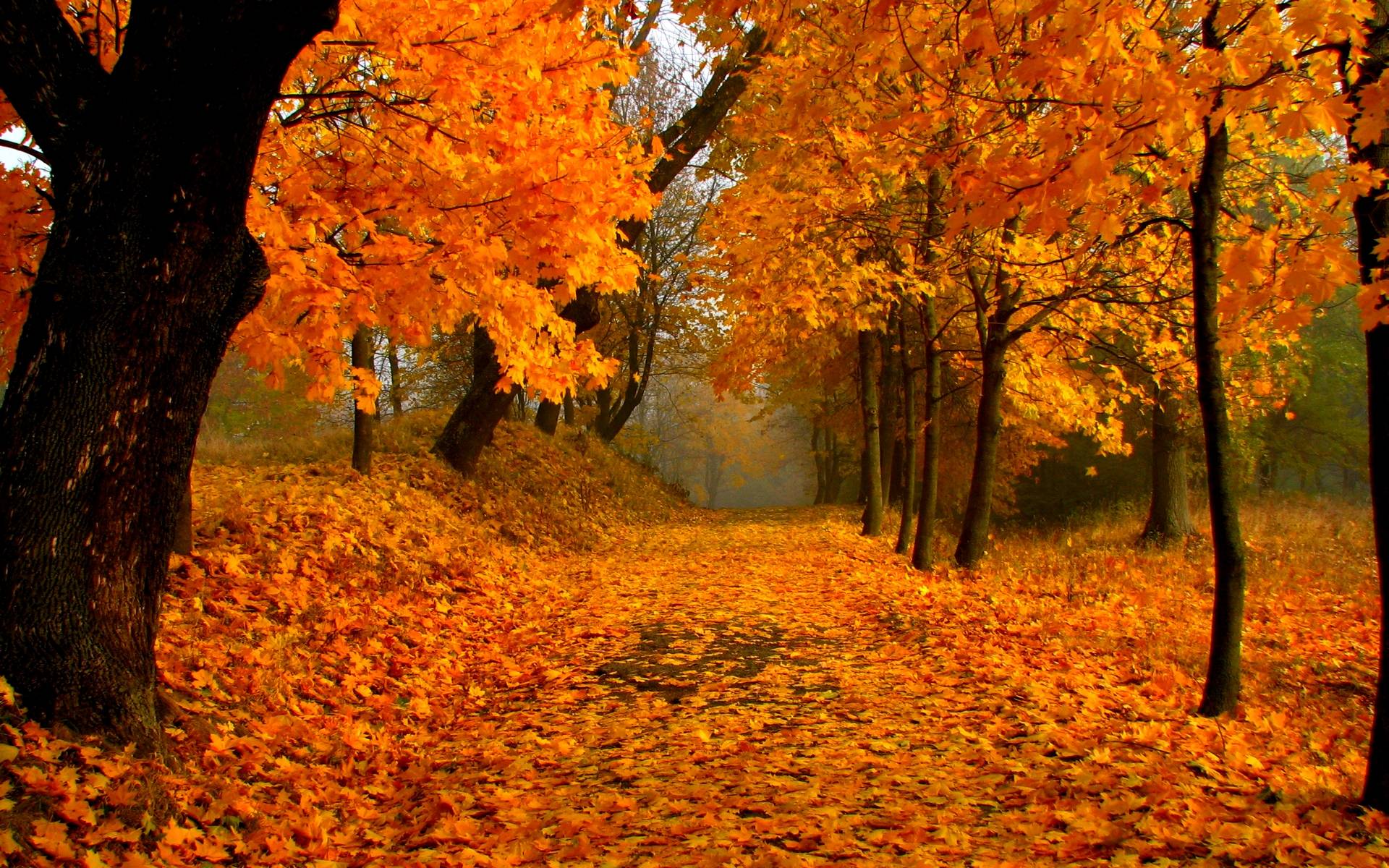 freifall tapete,baum,natürliche landschaft,natur,blatt,herbst