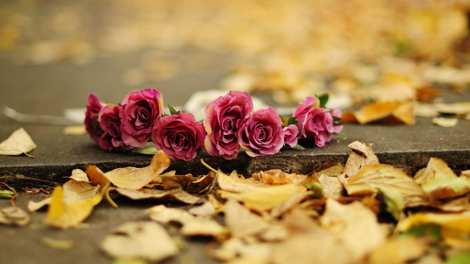 fond d'écran fb hd,pétale,fleur,plante,rose,feuille