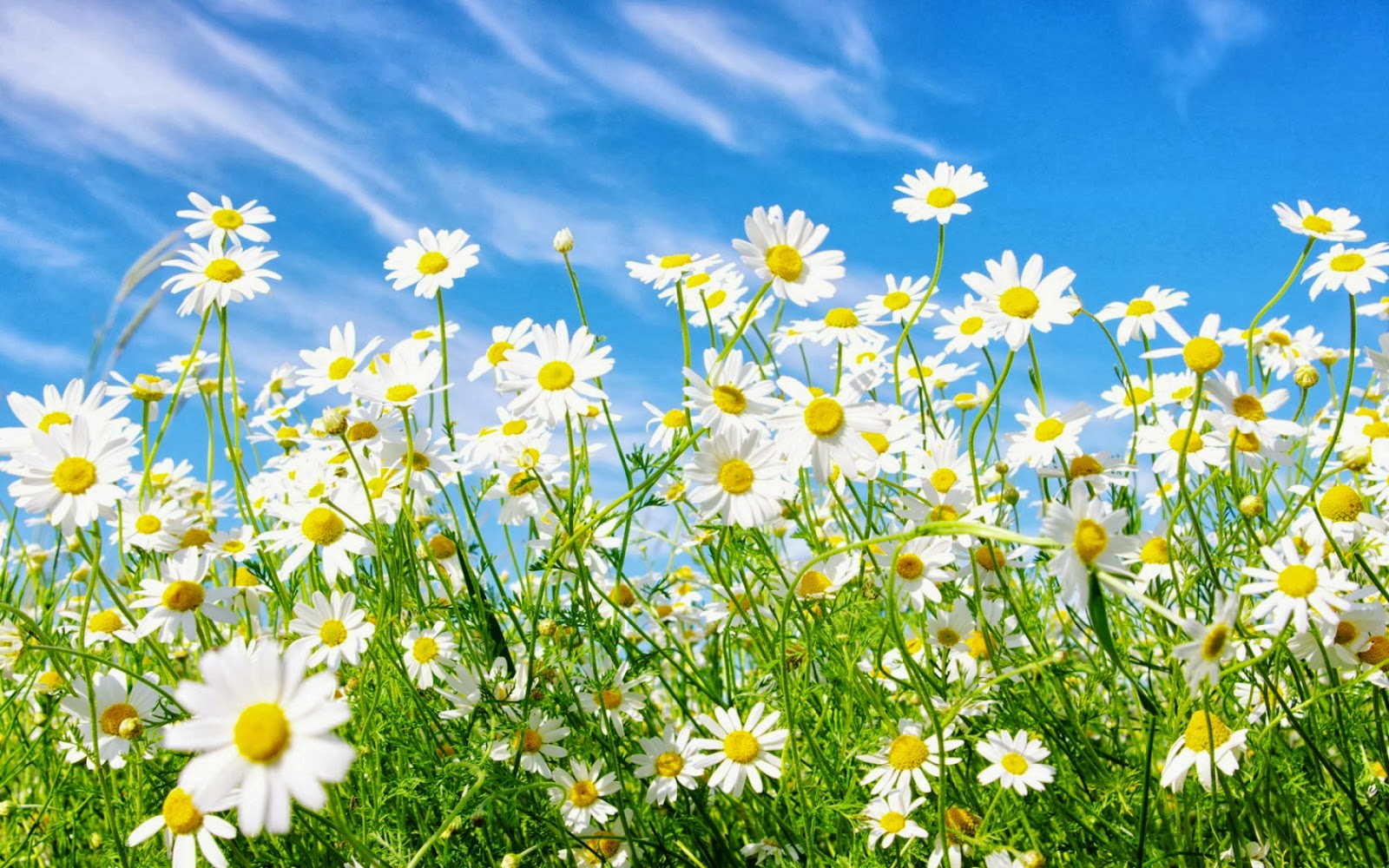 wallpaper bunga cantik,flower,flowering plant,mayweed,daisy,heath aster